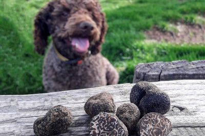 How Are Dogs Trained to Search for Black Truffles?
