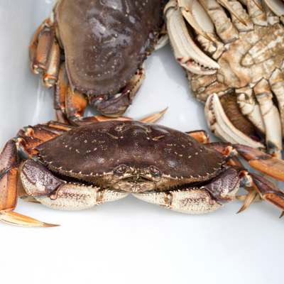 Live California Dungeness Crab 5lbs