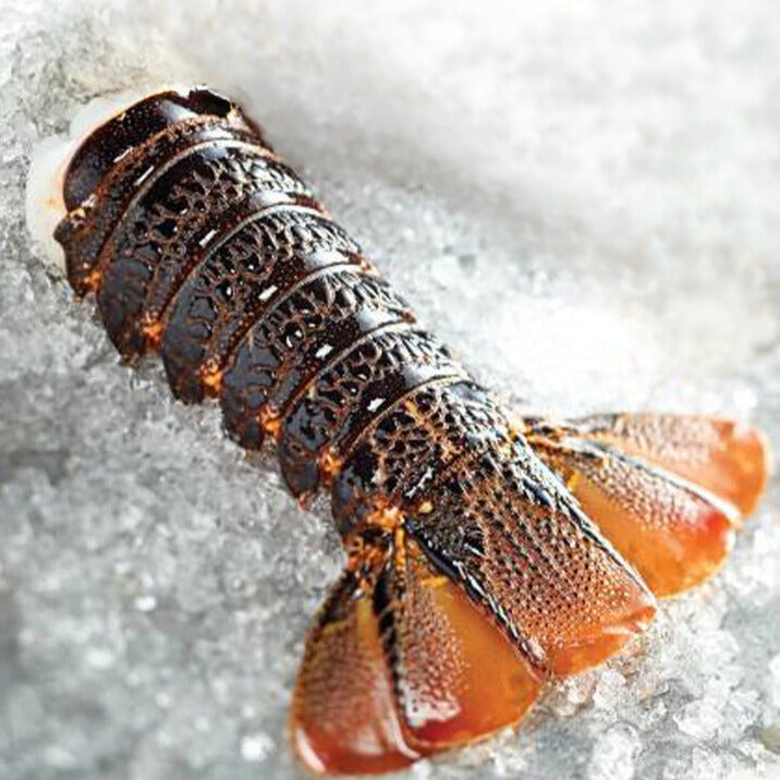 Tristan Lobster Tail (1 Tail)