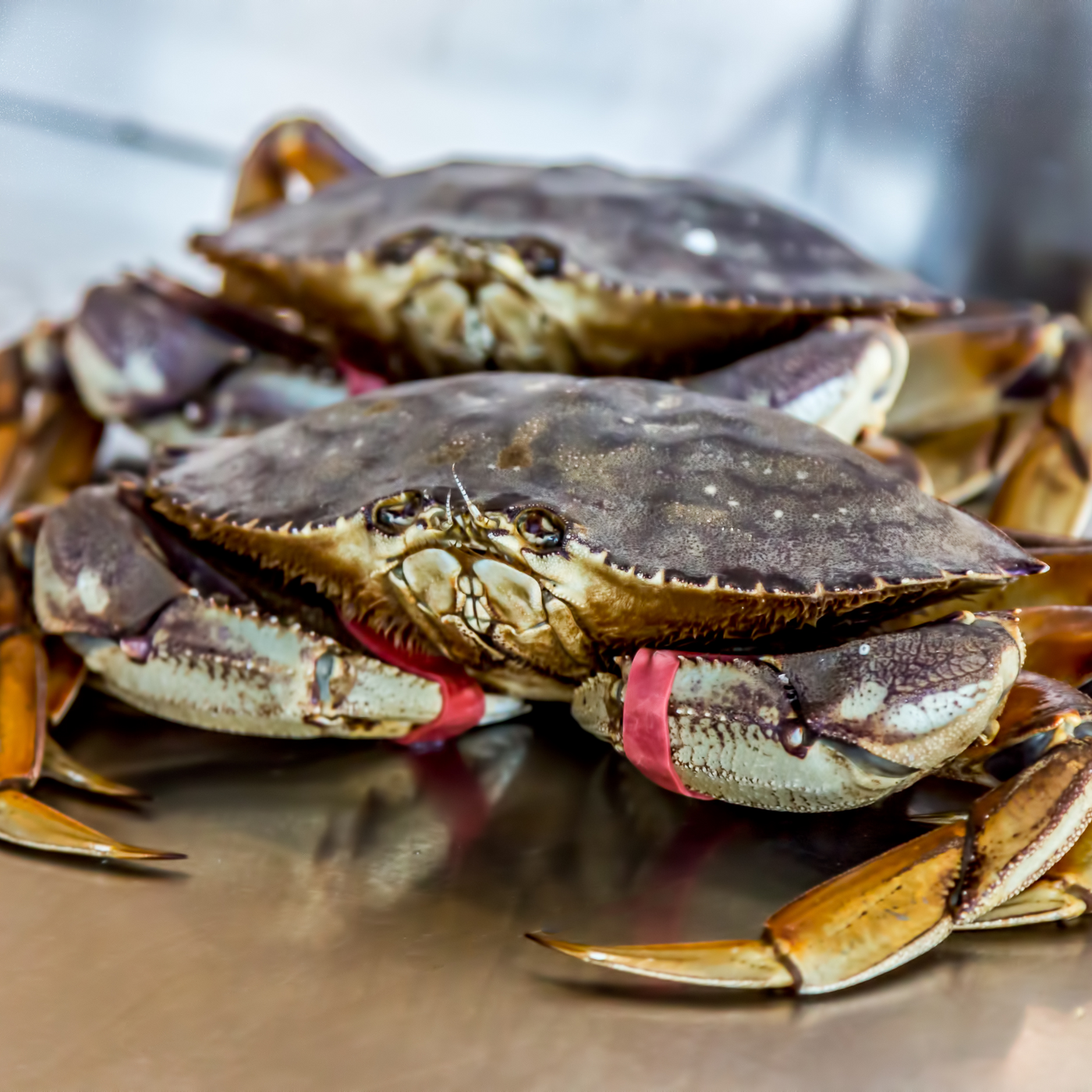 Live Dungeness Crab