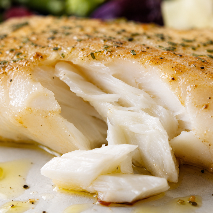 Cod Fish from Gulf of Maine