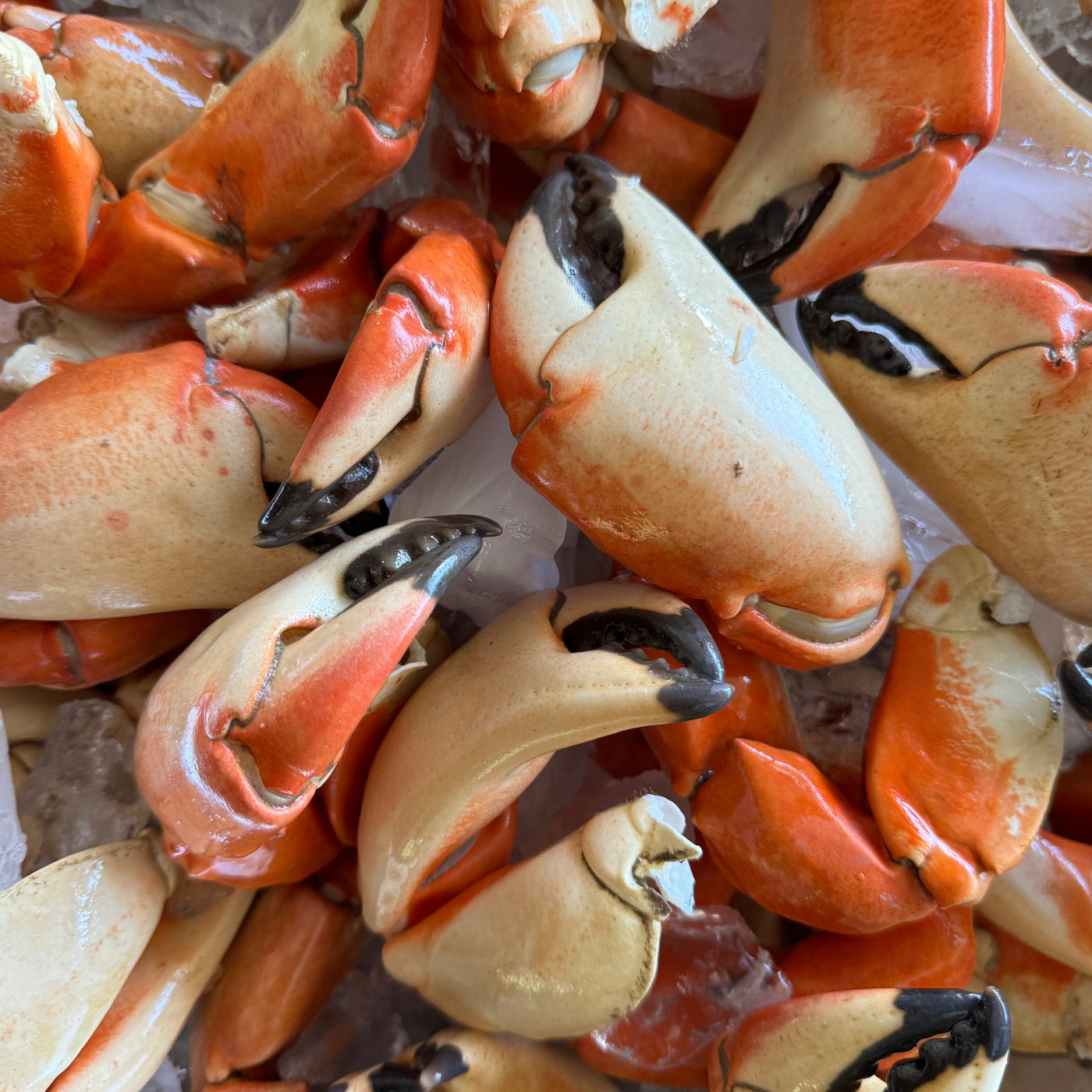 Mega Stone Crab Claws (3 - 18lbs.)