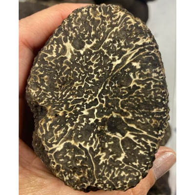 Black Truffle - Winter Tuber melanosporum vittadini Perigord(1 - 16oz.)